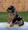 Mini Aussiedoodle For Sale Holmesville, OH Male- Jasper