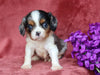 AKC Registered Cavalier King Charles Spaniel For Sale Fredericksburg, OH Male- Jasper