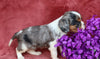 AKC Registered Cavalier King Charles Spaniel For Sale Fredericksburg, OH Male- Jasper