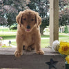 AKC Registered Golden Retriever For Sale Holmesville, OH Male- Jax