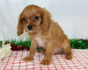 AKC Registered Cavalier King Charles Spaniel For Sale Wooster, OH Male- Jaxon
