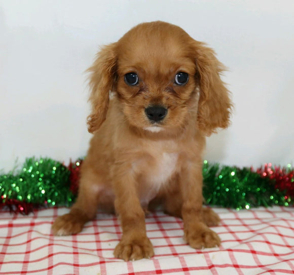 AKC Registered Cavalier King Charles Spaniel For Sale Wooster, OH Male- Jaxon