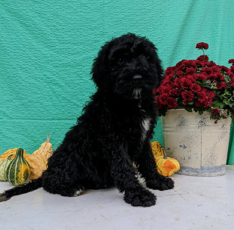 Mini Bernedoodle For Sale Sugarcreek, OH Male- Jaxson