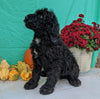 Mini Bernedoodle For Sale Sugarcreek, OH Male- Jaxson