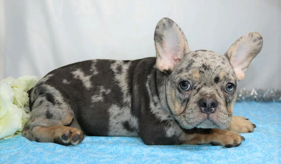 AKC Registered French Bulldog For Sale Wooster, OH Male- Jayce