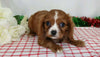 AKC Registered Cavalier King Charles Spaniel For Sale Wooster, OH Male- Jayce