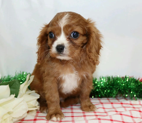 AKC Registered Cavalier King Charles Spaniel For Sale Wooster, OH Male- Jayce