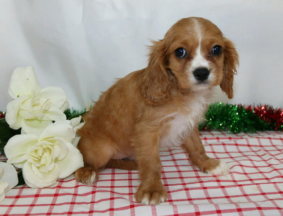AKC Registered Cavalier King Charles Spaniel For Sale Wooster, OH Male- Jingle