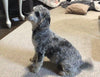 ACA Registered Miniature Poodle For Sale Fredericksburg, OH Male- Joey
