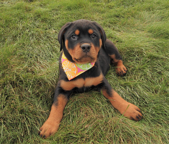 AKC Registered Rottweiler For Sale Sugarcreek, OH Female- Joy