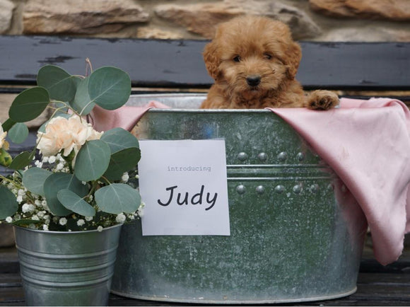 F2 Mini Goldendoodle For Sale Sugarcreek, OH Female- Judy