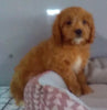 Cavapoo For Sale Millersburg OH Male-Bobby