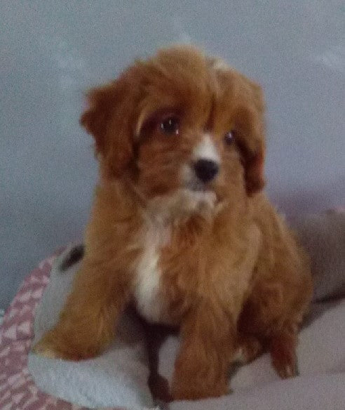 Cavapoo For Sale Millersburg OH Female-Bessie