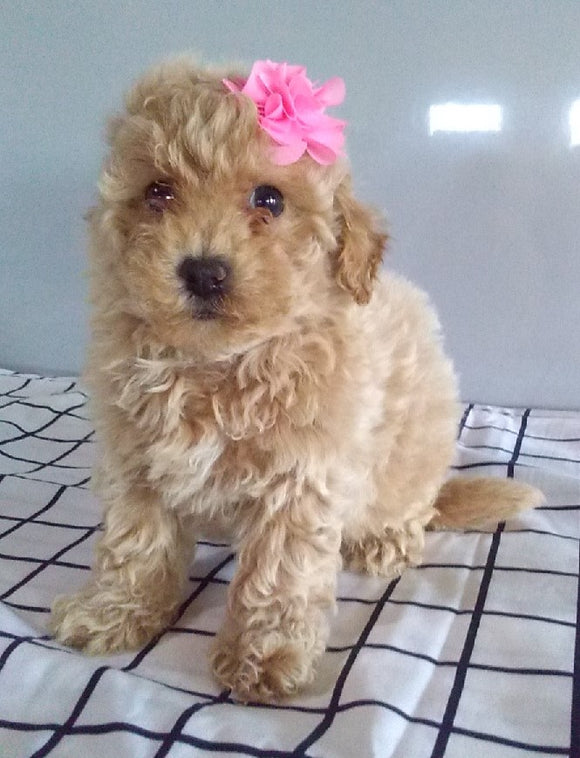 Poochon For Sale Millersburg OH Female-Sally