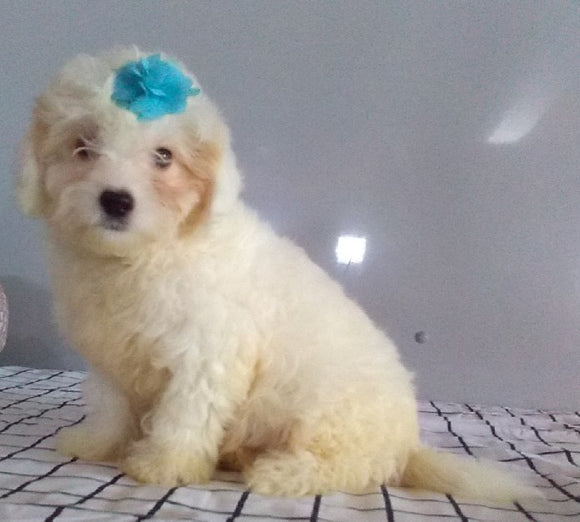 Maltipoo For Sale Millersburg OH Male-Snowy