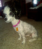 Mini Poodle For Sale Apple Creek OH Male-Biscuit