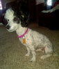Mini Poodle For Sale Apple Creek OH Female-Lucy