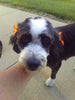 Mini Bernedoodle For Sale Sugarcreek OH Female-Madison