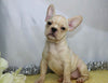 AKC Registered French Bulldog For Sale Wooster, OH Female- Karla