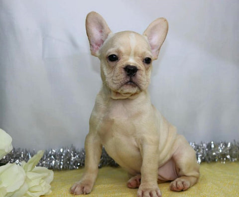 AKC Registered French Bulldog For Sale Wooster, OH Female- Karla