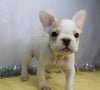AKC Registered French Bulldog For Sale Wooster, OH Female- Kate