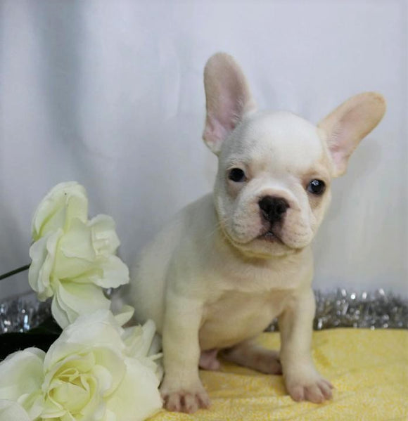 AKC Registered French Bulldog For Sale Wooster, OH Male- Kerwin