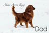 AKC Registered Golden Retriever For Sale Holmesville, OH Female- Ariel