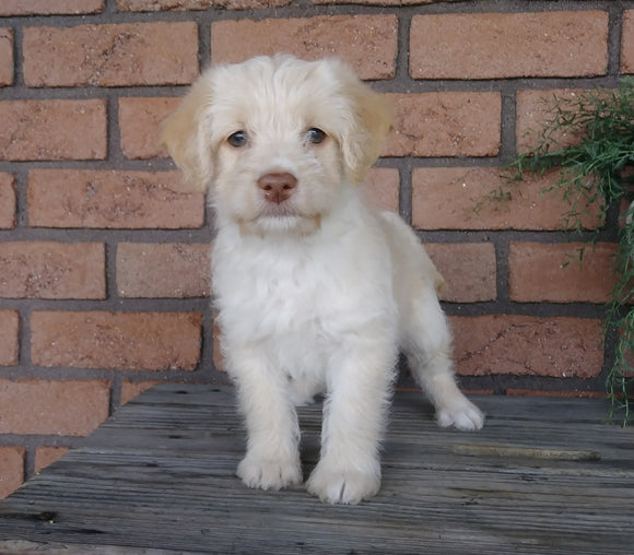 F1B Mini Labradoodle For Sale Millersburg, OH Female- Kissables