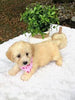 F1 Mini Labradoodle For Sale Dundee, OH Female- Kona