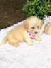 F1 Mini Labradoodle For Sale Dundee, OH Female- Kona