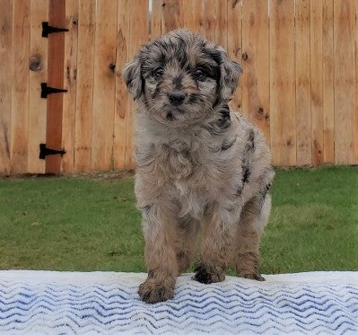 Mini Aussiedoodle For Sale Holmesville, OH Female- Kylie