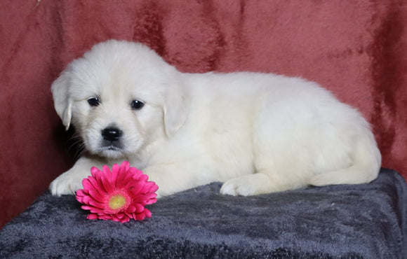 AKC Registered English Cream Golden Retriever For Sale Fredericksburg, OH Female- Lacey