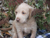 Mini Labradoodle For Sale Millersburg, OH Male- Laddie