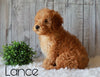 F1B Mini Goldendoodle For Sale Millersburg, OH Male- Lance