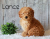 F1B Mini Goldendoodle For Sale Millersburg, OH Male- Lance