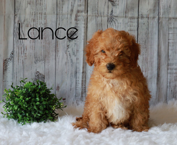 F1B Mini Goldendoodle For Sale Millersburg, OH Male- Lance