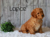 F1B Mini Goldendoodle For Sale Millersburg, OH Male- Lance