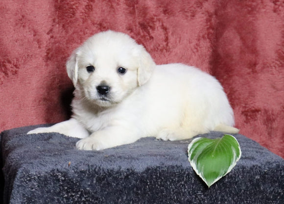 AKC Registered English Cream Golden For Sale Fredericksburg, OH Male- Lance