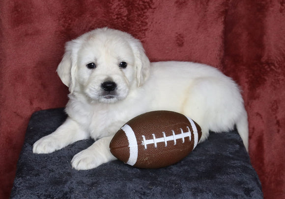 AKC Registered English Cream Golden Retriever For Sale Fredericksburg, OH Male- Lane