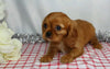 AKC Registered Cavalier King Charles Spaniel For Sale Wooster, OH Male- Lee