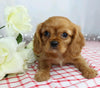 AKC Registered Cavalier King Charles Spaniel For Sale Wooster, OH Male- Lee