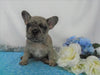 AKC Registered French Bulldog For Sale Holmesville, OH Male- Lenny
