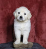 AKC Registered English Cream Golden Retriever For Sale Fredericksburg, OH Male- Leo