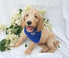 Goldendoodle For Sale Fredericksburg, OH Male- Leo