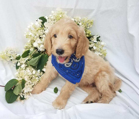 Goldendoodle For Sale Fredericksburg, OH Male- Leo