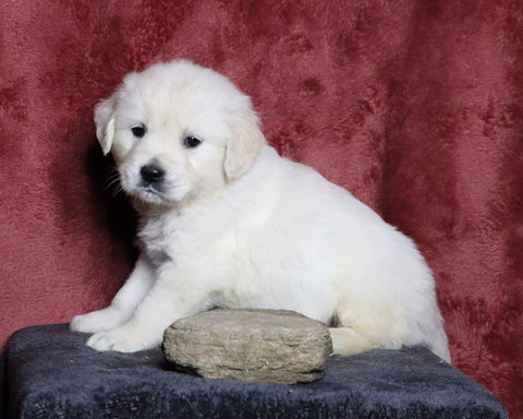 AKC Registered English Cream Golden Retriever For Sale Fredericksburg, OH Male- Leo