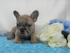 AKC Registered French Bulldog For Sale Holmesville, OH Male- Lester