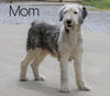 Mini Sheepadoodle For Sale Holmesville, OH Male- Milo