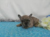 AKC Registered French Bulldog For Sale Holmesville, OH Male- Lester