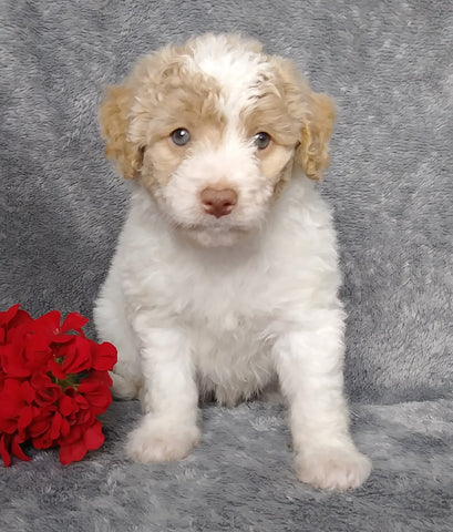 F1B Mini Labradoodle For Sale Millersburg, OH Female- Lexi